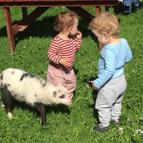 two young children standing next to a sheep in the grass at Skjerping gård in Lonevåg