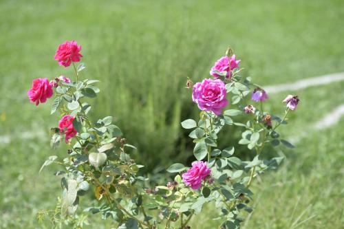 a bunch of pink flowers in a field at Vila Andrea in Danilovgrad