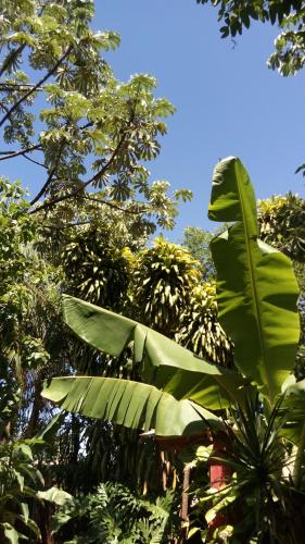 un gran árbol verde frondoso en un bosque en Posada María Iguazú en Puerto Iguazú
