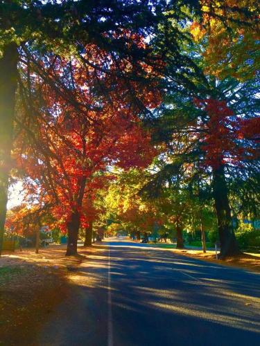 a tree lined road with autumn leaves on it at Harrietville Hotel Motel in Harrietville