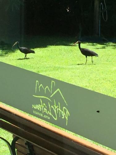 two birds walking on the grass in a field at Petit Chateau Hotel Boutique in Punta del Este
