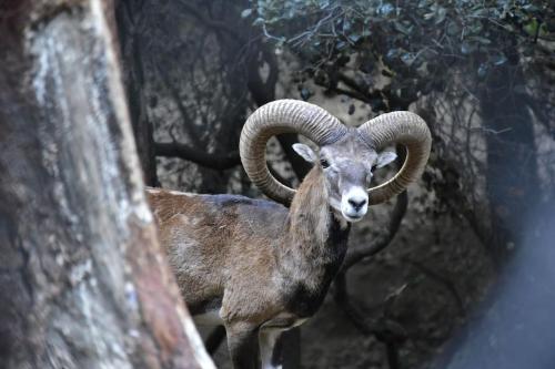 a ram with large horns is looking at the camera at The Mountain House in Ktima