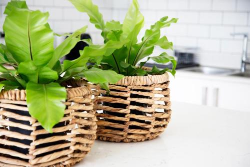 two plants in a basket sitting on a counter at Sunshowers Plett in Plettenberg Bay