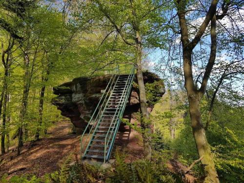 a ladder leading up to a rock in a forest at Schöne Ferienwohnung mitten im Pfälzerwaldgebiet in Leimen