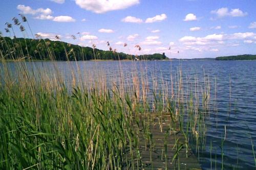 a large body of water with some tall grass at Ferienhaus mit Pool und Sauna am Duemmer See in Dümmer