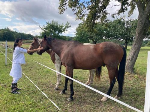 a woman is petting two horses in a field at Apartmán U Milušky in Brocná
