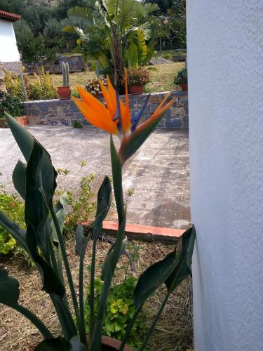 an orange flower is growing in a garden at House of Polymnia in Sissi