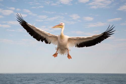 a bird flying in the sky over the ocean at Amjicaja Guesthouse, Tours & Rentals in Walvis Bay