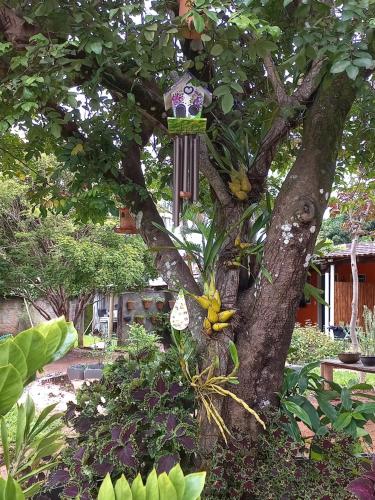 a tree with a bird feeder on a tree at Pousada Veadeiros - Alto Paraiso de Goiás in Alto Paraíso de Goiás