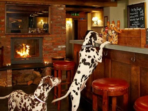 dwa psy dalmatyńskie stojące przy barze w obiekcie The Three Daggers w mieście Edington