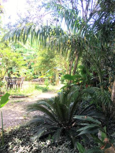 a garden with a palm tree and a bench at Jataí Guest House in Ubatuba