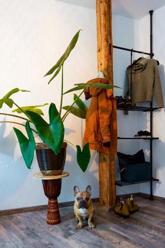 a dog sitting on the floor next to a potted plant at Kerkermeister Pension in Auerbach