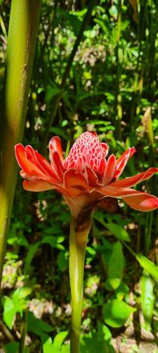 a red flower on a green stem with at LE MANGUIER in Baie-Mahault