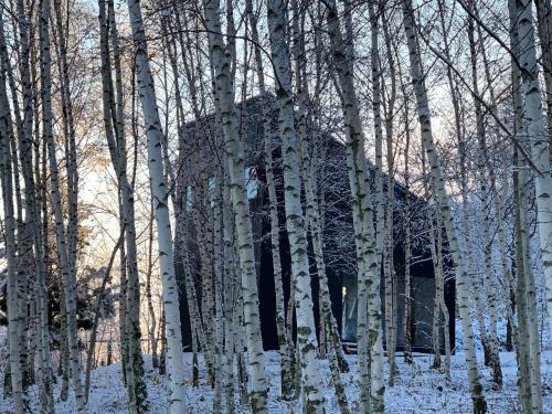 a building in the middle of a forest of aspen trees at Drewniany dom w brzozowisku in Pieszyce