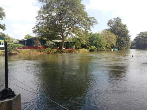 a body of water with a tree in the middle at Wild Wadi Wilpattu - Villas with private Plunge Pools in Wilpattu