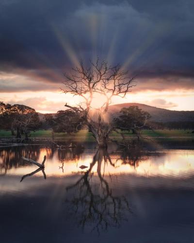 a tree in the middle of a body of water at Mount William Station in Willaura