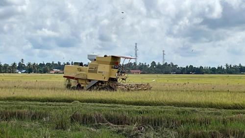 a tractor in the middle of a field at Izz Homestay Sawah Padi Sungai Besar ! in Kampong Parit Ten