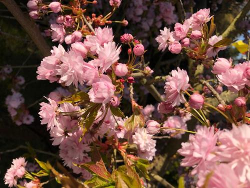 a bunch of pink flowers on a tree at Gästehaus Cramer in Bad Kissingen