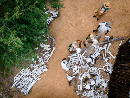 an overhead view of a bunch of skeletons on the ground at Kambaku Safari Lodge in Timbavati Game Reserve