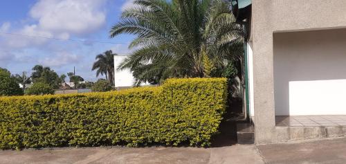 a green hedge next to a building with a palm tree at The Best Green Garden Guest House in Harare in Harare