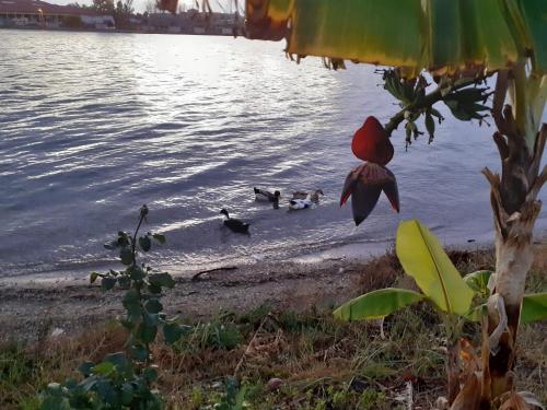 a group of ducks swimming in the water at Top floor on villa, 3' from center, by the sea! Host is Efi Kwsta in Preveza