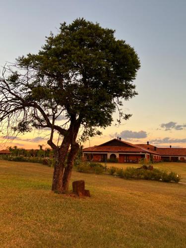a tree sitting in the middle of a field at Tenondé Park Hotel in São Miguel das Missões