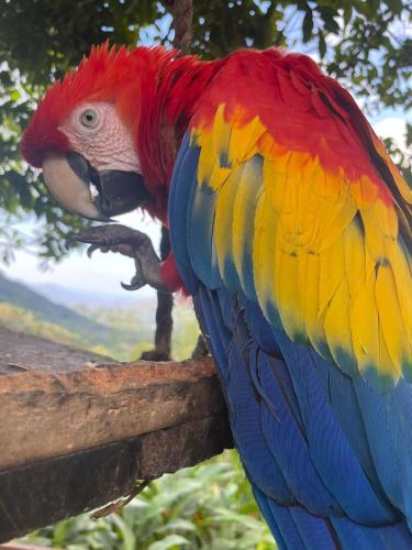 a colorful parrot standing on a fence at Reserva Natural Tierra Adentro in Minca