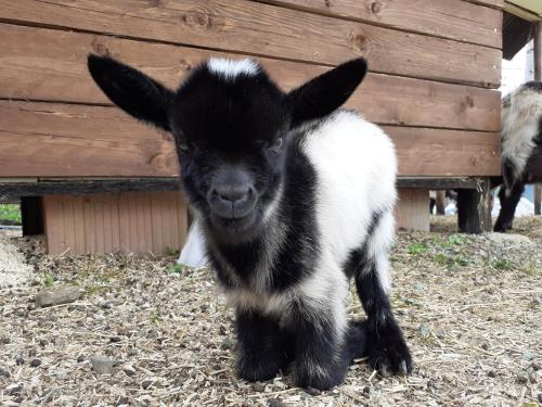 a black and white baby goat standing next to a building at Cà Gennara Agri B&B in Porretta Terme