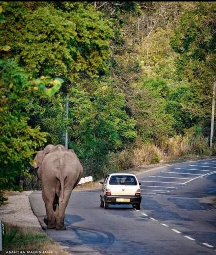 an elephant walking down a road next to a car at ARANI HOMESTAY in Polonnaruwa