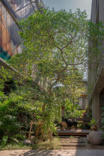 a man walking two dogs in front of a building at Tamni in Bangkok