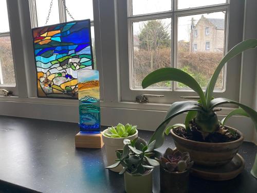 un grupo de plantas sentadas en un mostrador frente a una ventana en Dreel Cottage en Anstruther