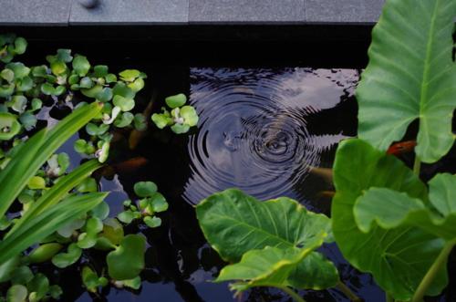 a reflection of a fish in the water next to a plant at Pondok Mangga in Mataram