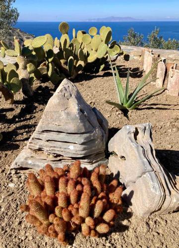 a group of cacti and a rock in the desert at SYROU LOTOS Studios & Apartments in Kinion