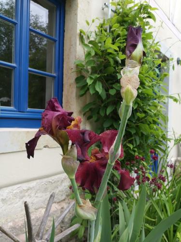 a purple flower in front of a window at Urlaub im 200 Jahre alten Fachwerkhaus in Lichtenhain