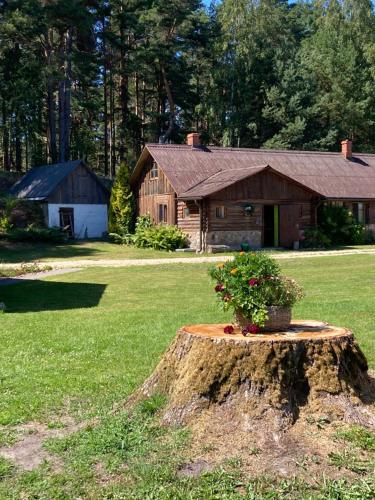 a tree stump with a potted plant on it in front of a house at Vējavas in Svettsiyems