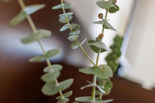 a close up of a plant with green leaves at Hotel Garni Toscanina - Adults Only in Bad Radkersburg