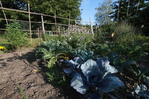 a garden with cabbage and other garden plants at Les Arts Verts in Kruth