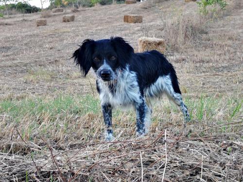a black and white dog standing in a field at Agriturismo grecinella in Casole dʼElsa