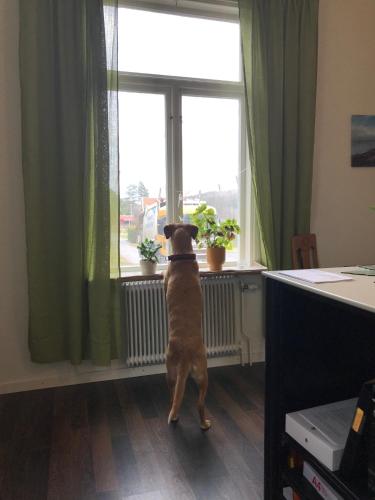a dog is looking out of a window at Hunnebergs Gård Hostel & Camping in Vargön