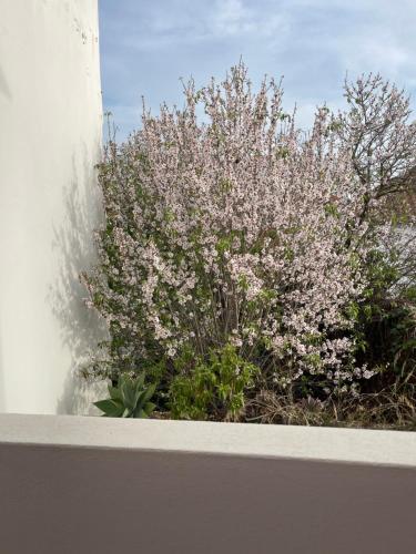 a bush with pink flowers next to a wall at Casa da Aldeia - Guest House in Odiáxere