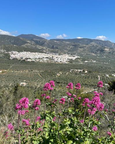 a bunch of pink flowers on top of a hill at Orchidea Mattinata parco del Gargano in Mattinata