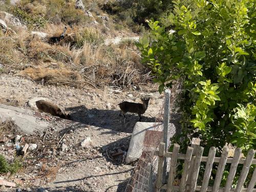 Φωτογραφία από το άλμπουμ του Apartamentos Axarquia , Frigiliana, terraza privada con vistas a la montaña rio y al mar σε Frigiliana