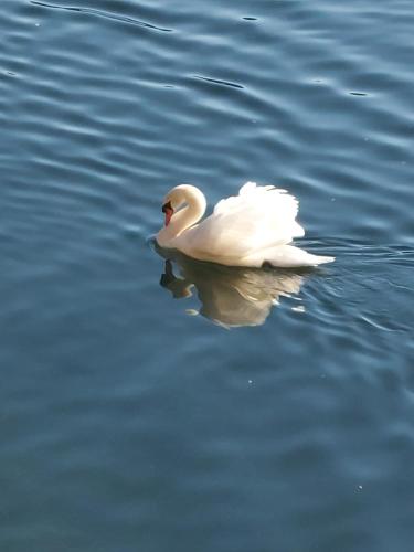 a white swan swimming in the water at Ferienhaus Sonnenstrahl in Gmünd in Kärnten