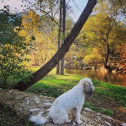a white dog sitting in the grass next to a river at Golemi kamik Pirot Vlasi in Pirot