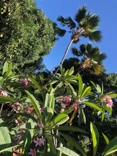 a group of trees with flowers and palm trees at Guest House & Art Gallery in Olinda