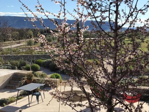 ゴルドにあるFerme Oleicole Les Callisの公園内のピンクの花の木