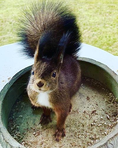 a squirrel standing in a bowl of dirt at FeWo Fuchs Saig in Lenzkirch
