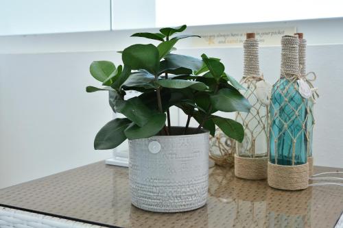 a potted plant sitting on a table next to a bottle at Apartamento en Juan Dolio Tepuy 501 B in Juan Pedro