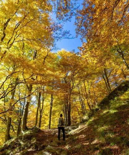 a person standing on a path in a forest at Appartamento Dimora in Piazza -Locazione Turistica Santa Maria Maggiore in Santa Maria Maggiore