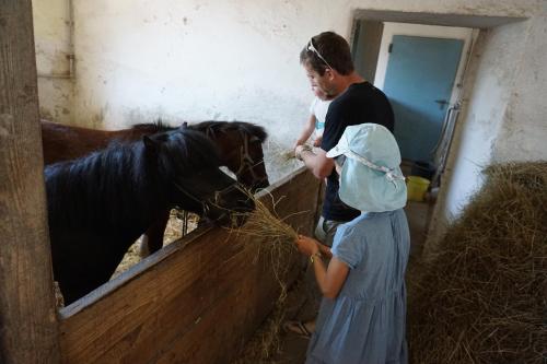 a couple of people feeding a horse in a barn at Kinderbauernhof Salmanner in Steinbach an der Steyr